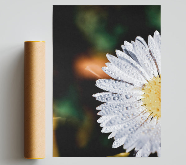 White Dewy Petals Giclee Print