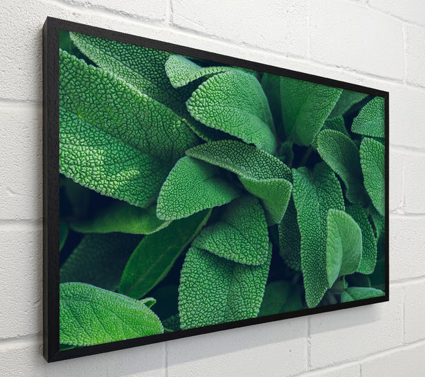 Emerald Green Leaves