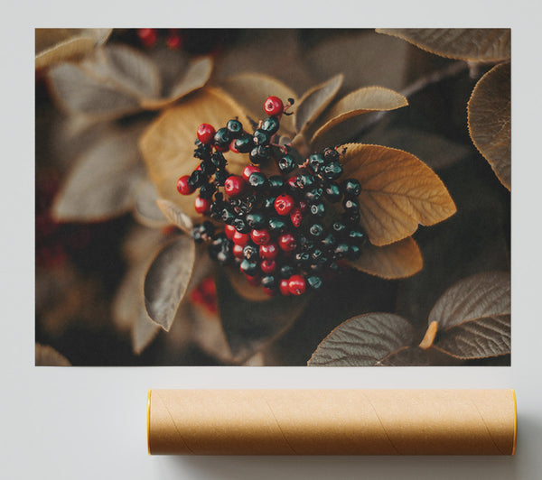 Autumn Red Berries Poster