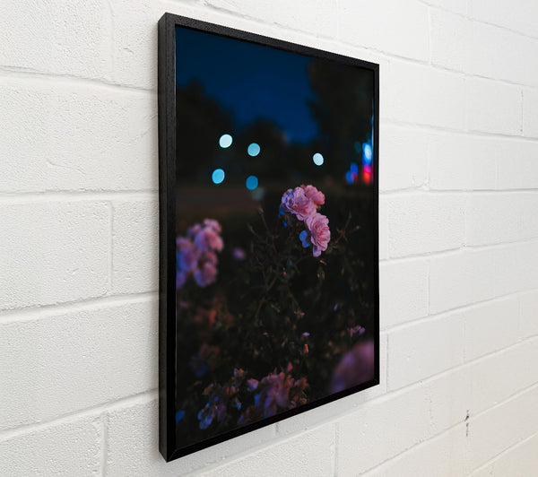 Pink Blooms At Night