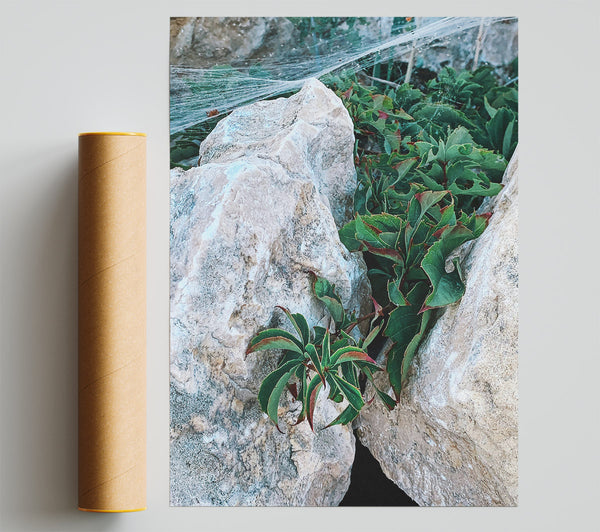 Green Embrace Of Stone Poster