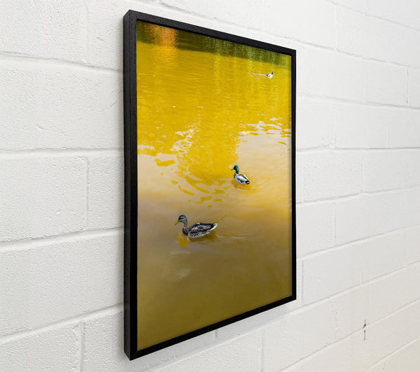 Golden Water Ducks