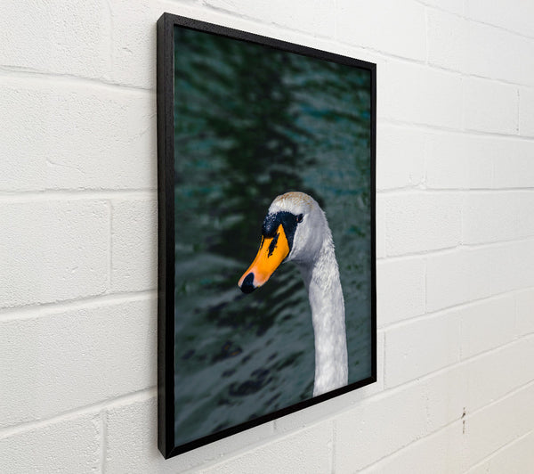 Yellow Beak Swan Portrait