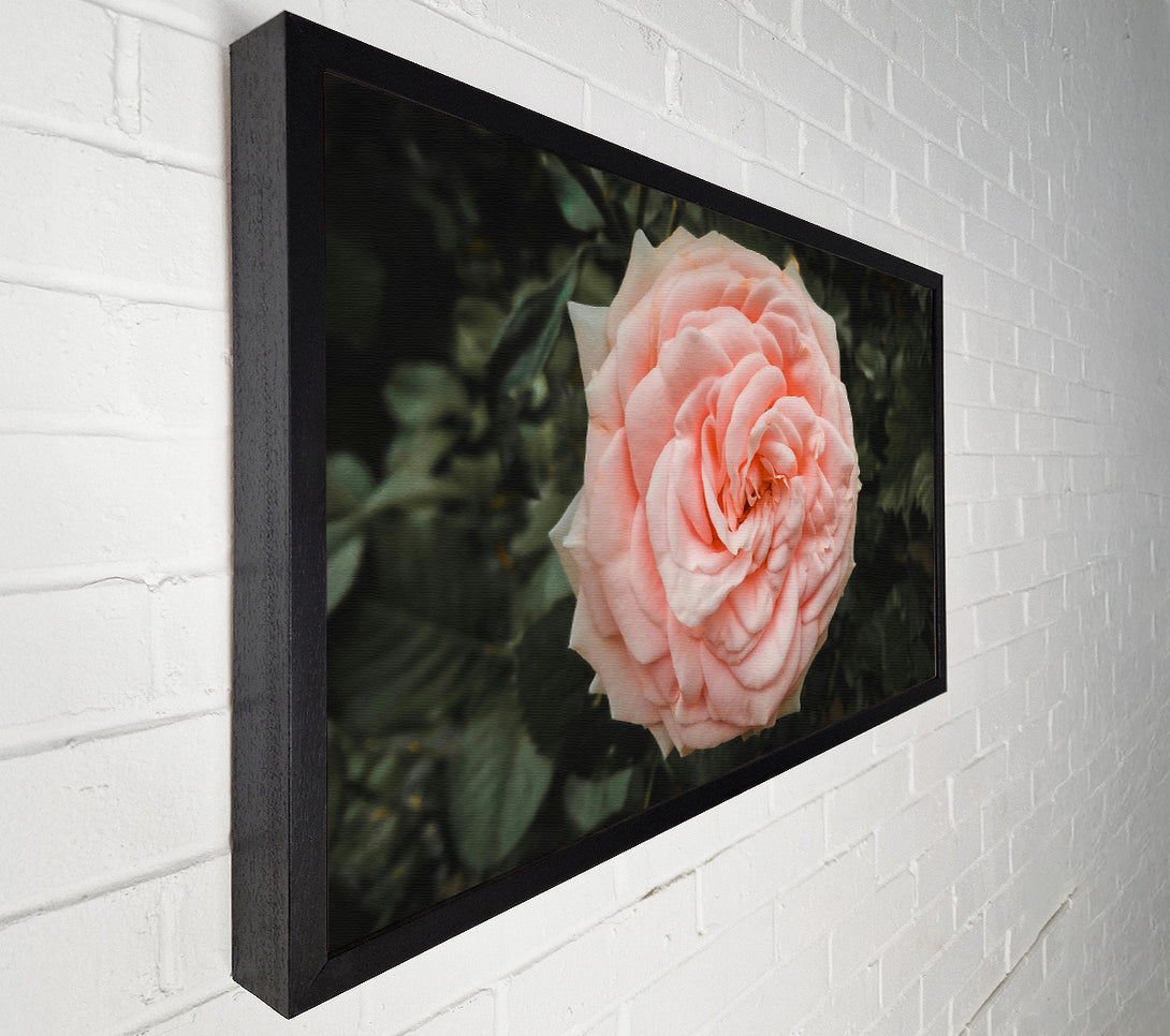  A Canvas Print of Blush Rose Bloom Canvas Print