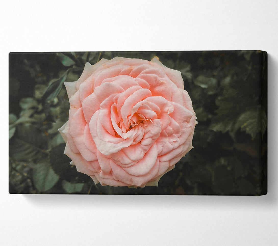  A Canvas Print of Blush Rose Bloom Canvas Print