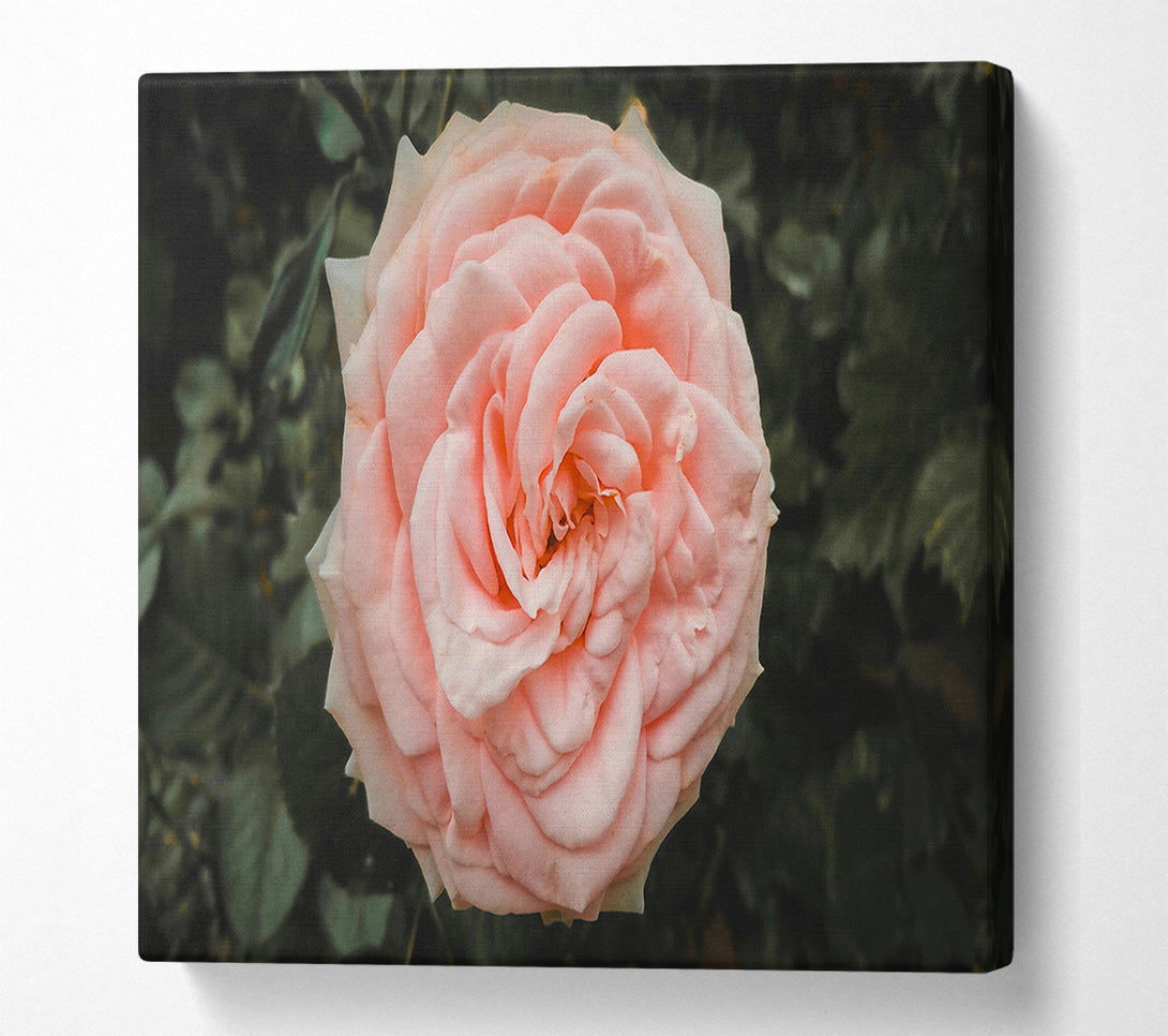  A Canvas Print of Blush Rose Bloom Canvas Print