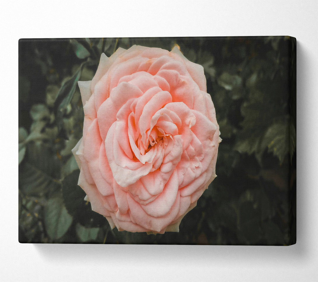  A Canvas Print of Blush Rose Bloom Canvas Print