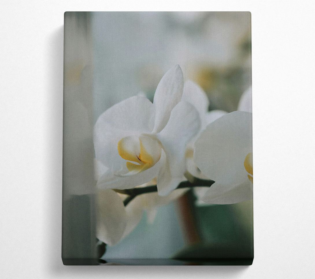  A Canvas Print of White Orchid Bloom Canvas Print