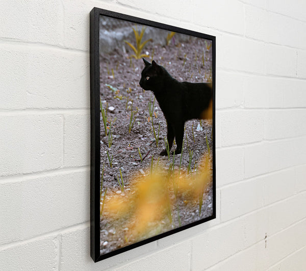Black Cat In Yellow Light