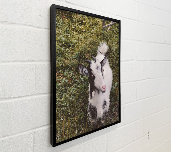 White Goat In Green Grass