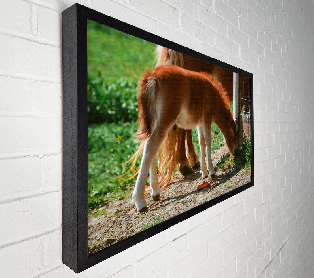  A Canvas Print of Golden Brown Foal Grazing Canvas Print