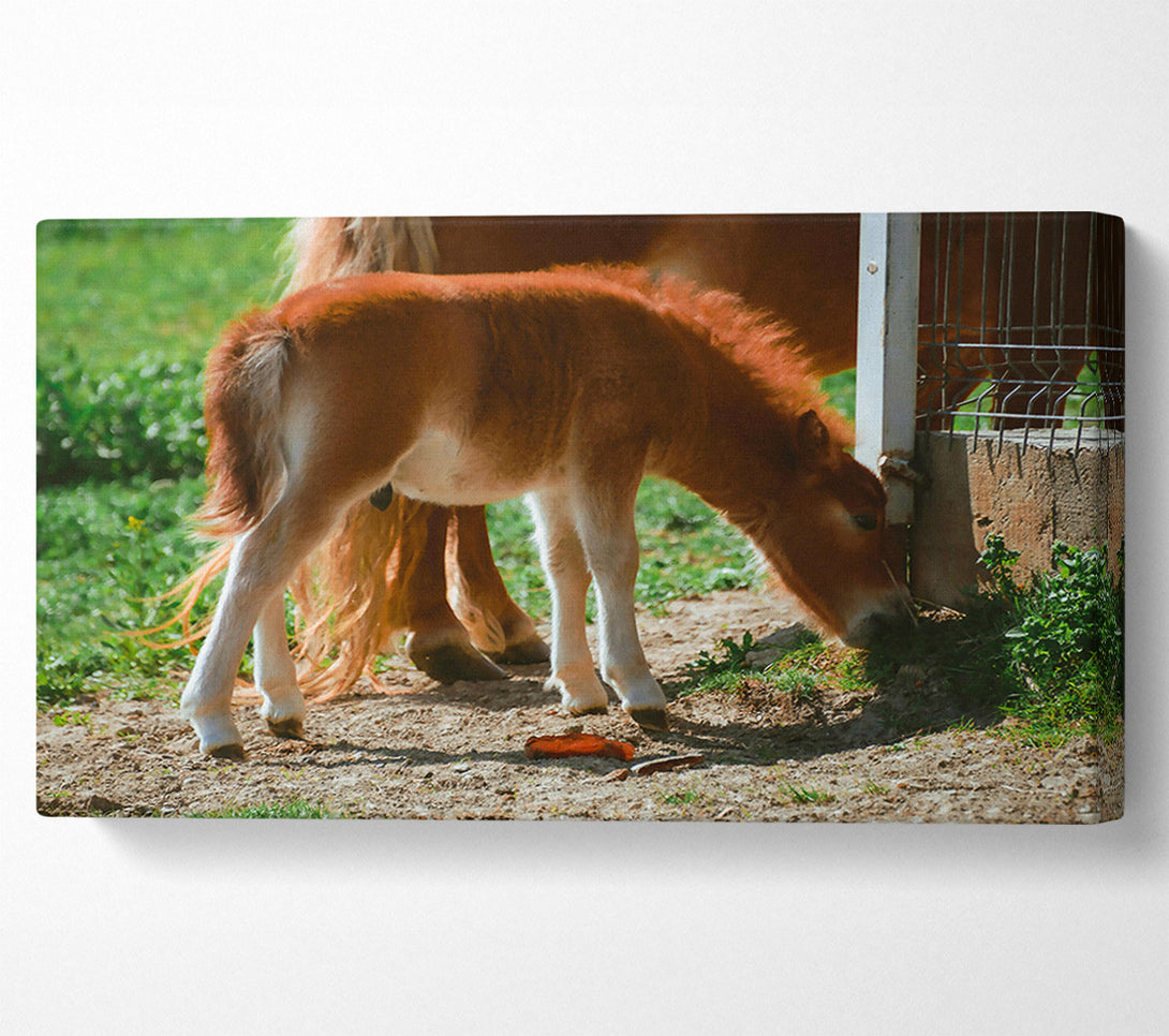  A Canvas Print of Golden Brown Foal Grazing Canvas Print