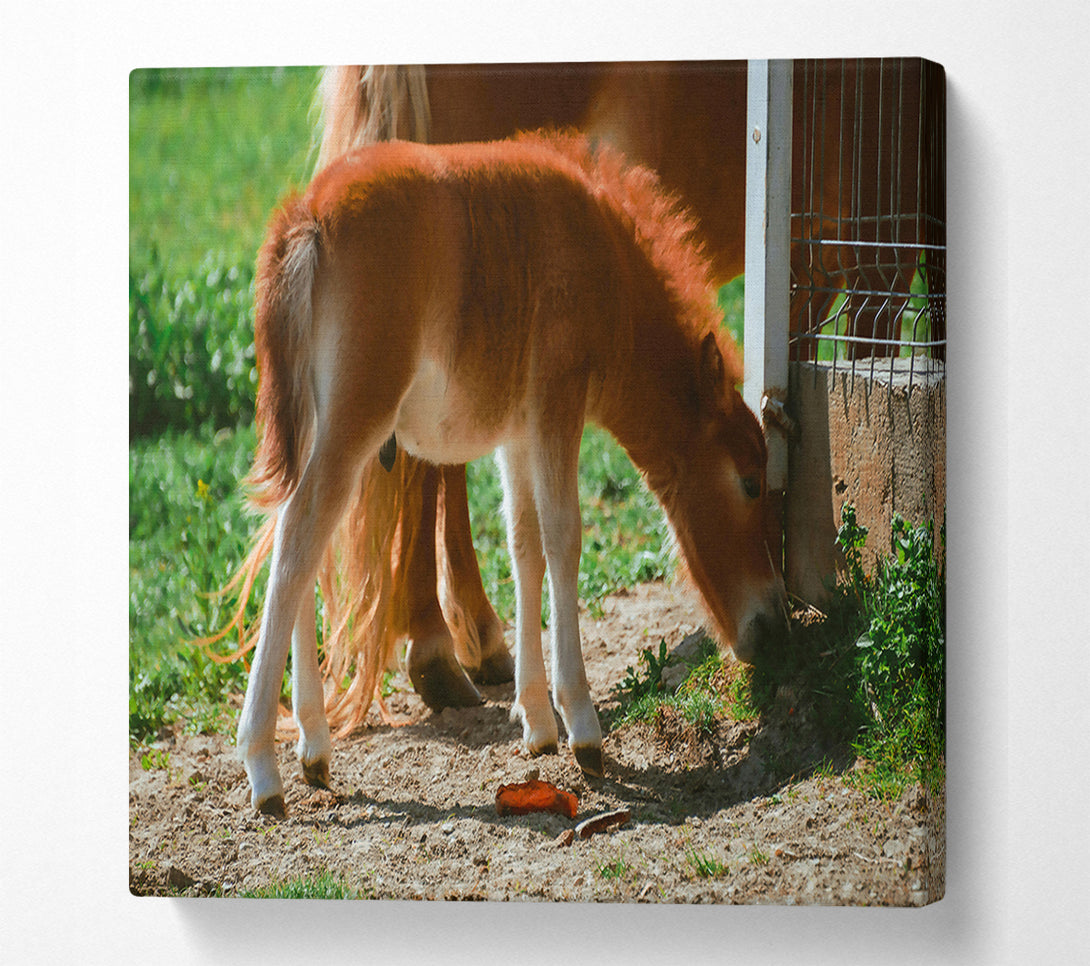  A Canvas Print of Golden Brown Foal Grazing Canvas Print