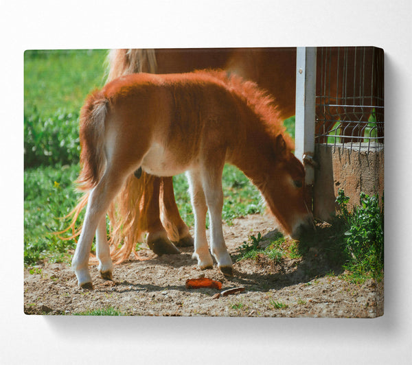  A Canvas Print of Golden Brown Foal Grazing Canvas Print