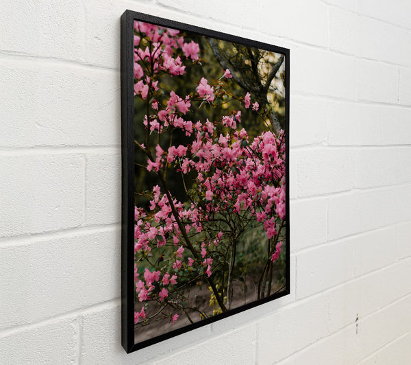 Pink Blooming Branches