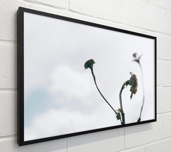 Grey Withered Blooms