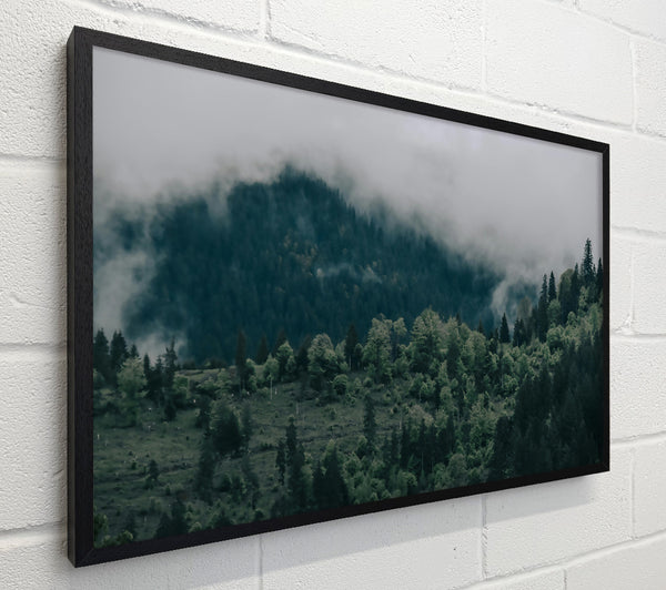 Emerald Forest Fog