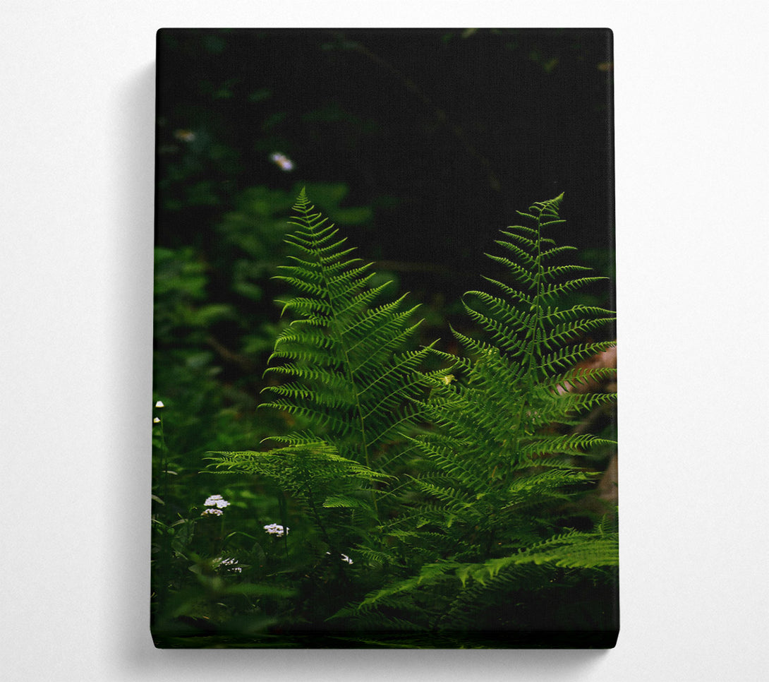  A Canvas Print of Emerald Fern Embrace Canvas Print