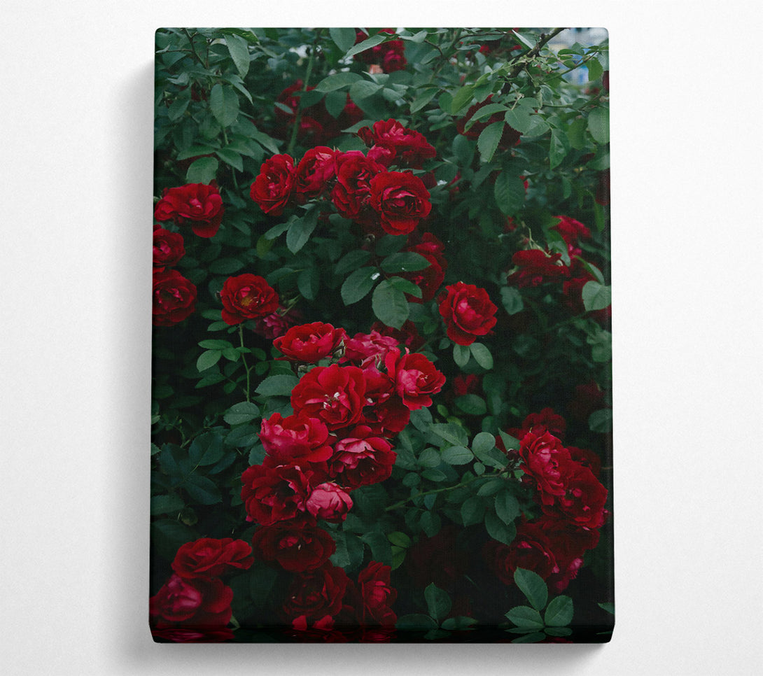  A Canvas Print of Crimson Rose Bloom Canvas Print