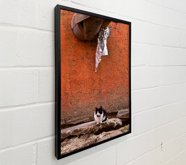 Orange Wall Cat