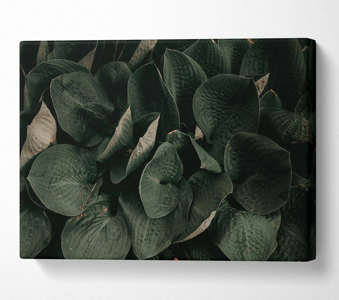  A Canvas Print of Emerald Leaf Embrace Canvas Art