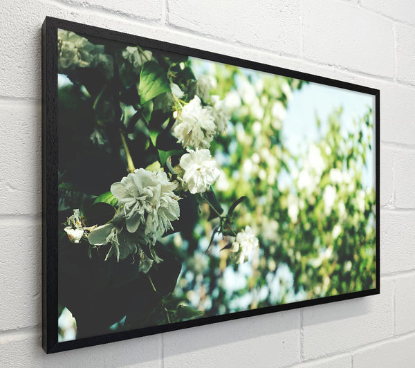 Green White Bloom