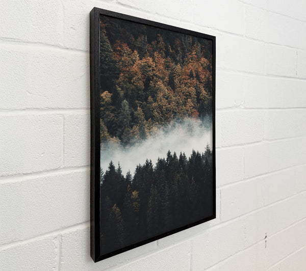 Golden Foggy Forest
