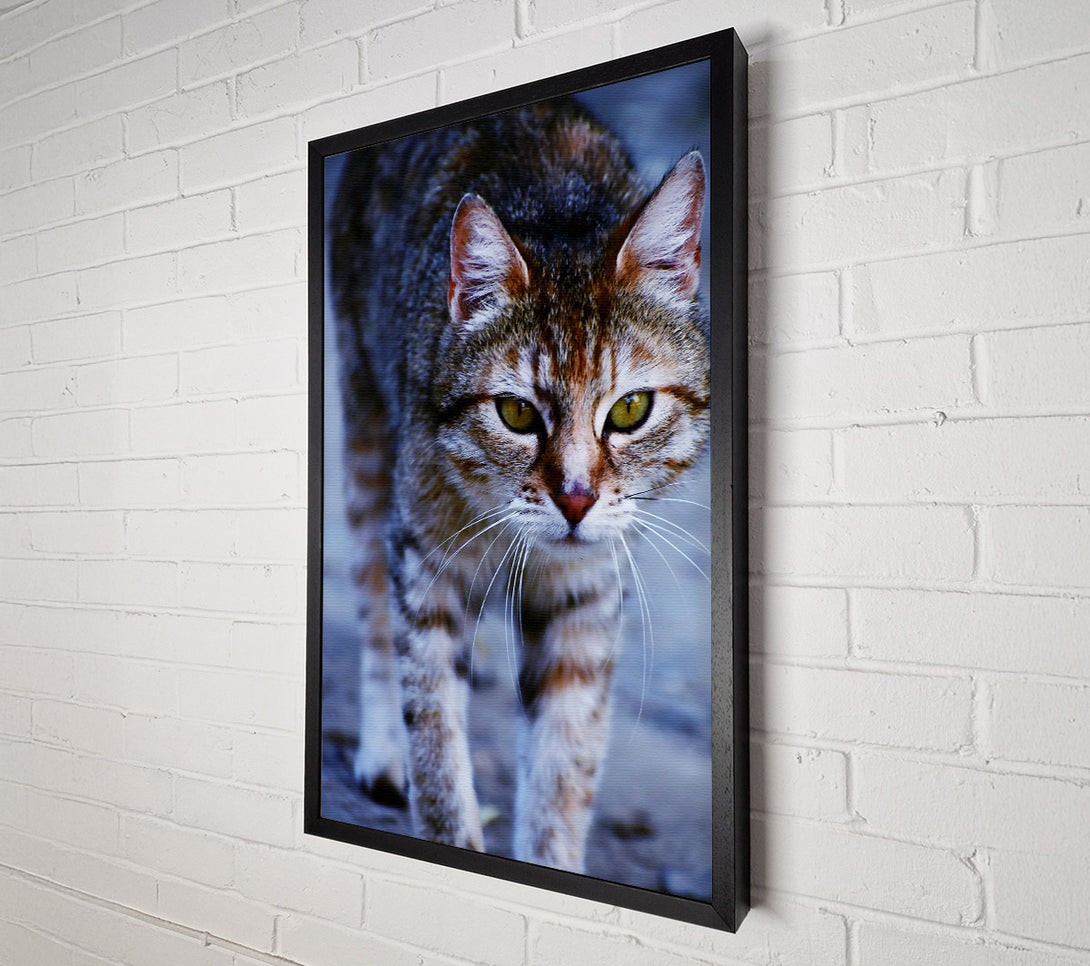  A Canvas Print of Grey Feline Focus Canvas Art