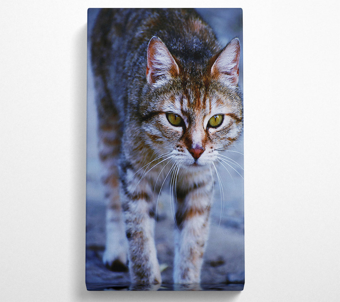  A Canvas Print of Grey Feline Focus Canvas Art