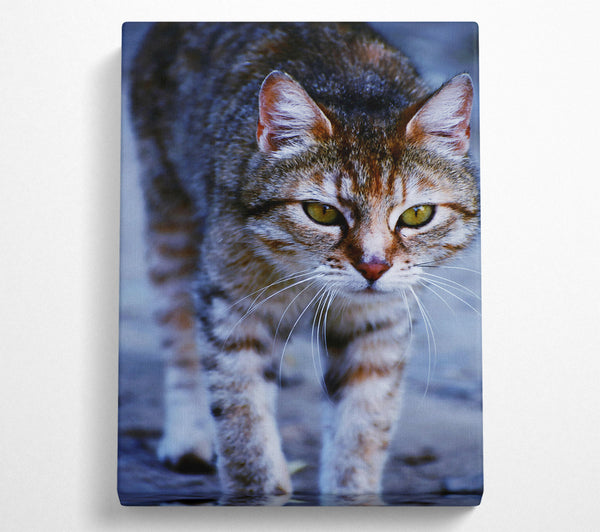  A Canvas Print of Grey Feline Focus Canvas Art