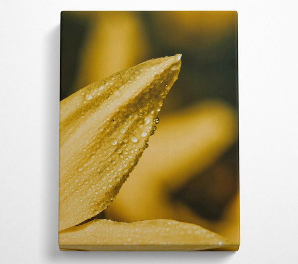  A Canvas Print of Golden Dewdrop Embrace Canvas Art