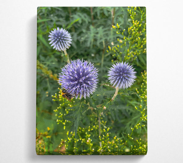  A Canvas Print of Blue Blooms And A Buzz Canvas Print