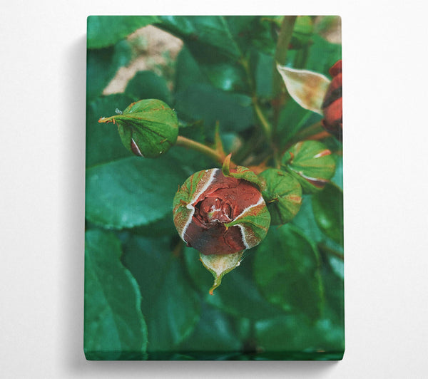  A Canvas Print of Crimson Rose Bud Canvas Art