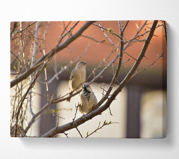  A Canvas Print of Brown Branch Sparrows Canvas Print