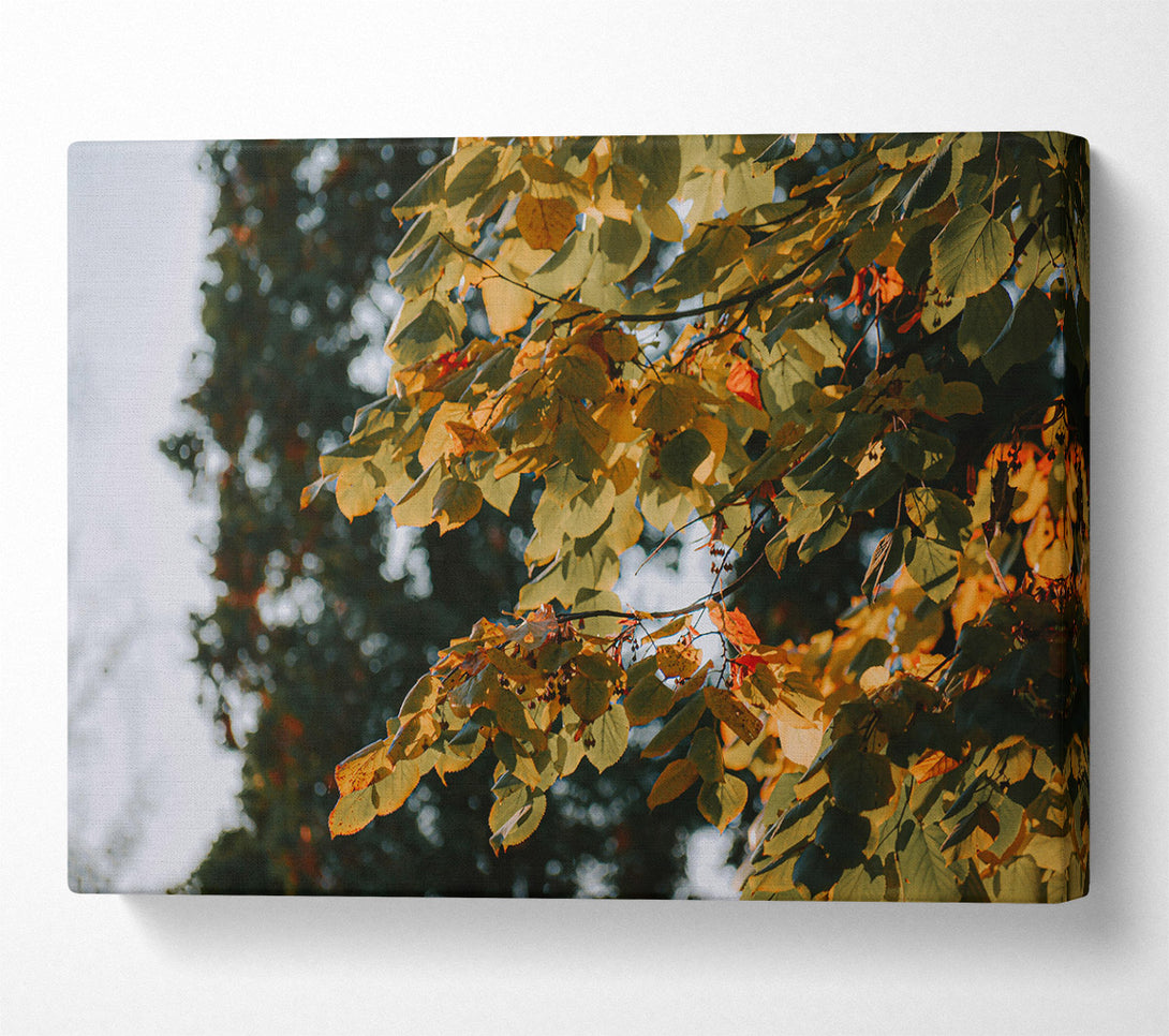  A Canvas Print of Golden Autumn Leaves Canvas Wall Art