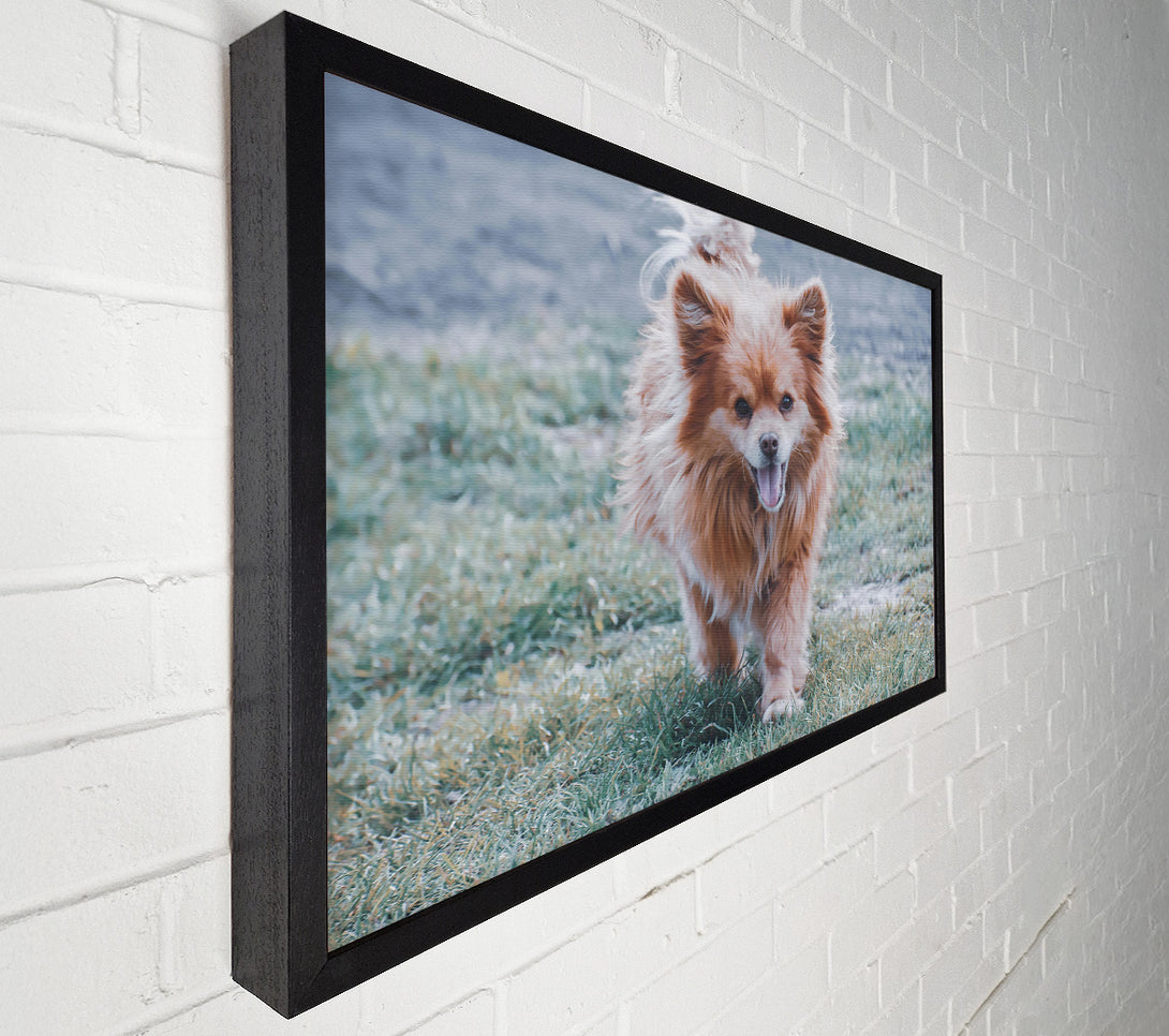  A Canvas Print of Golden Furry Joy Canvas Wall Art