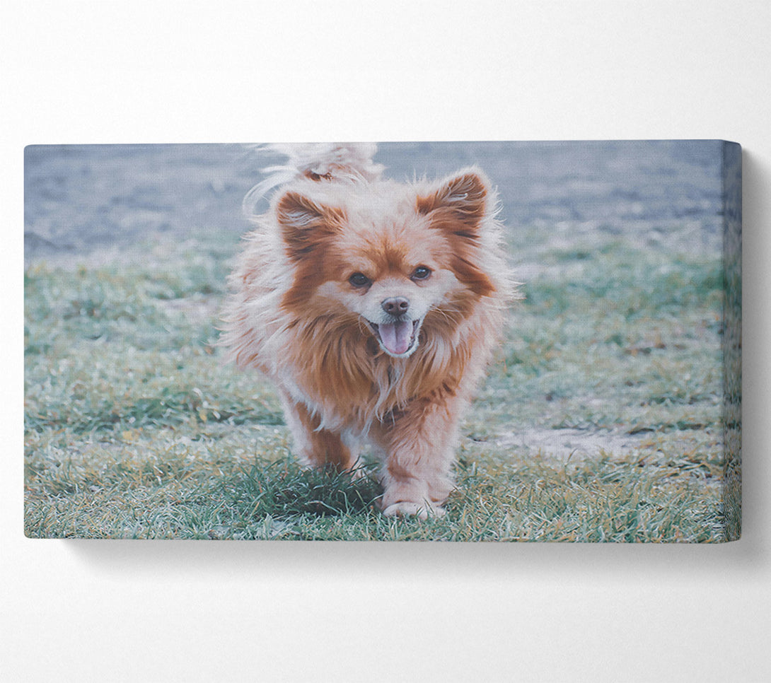  A Canvas Print of Golden Furry Joy Canvas Wall Art