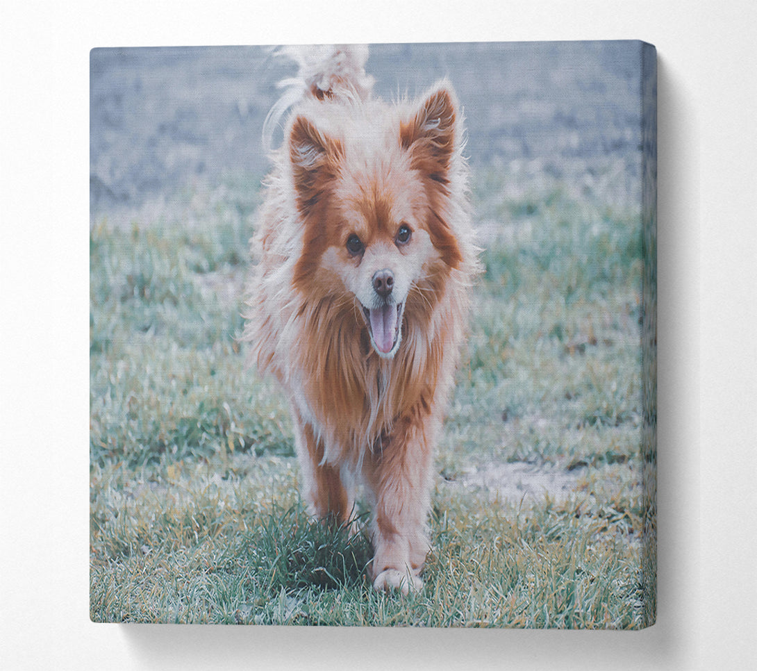  A Canvas Print of Golden Furry Joy Canvas Wall Art