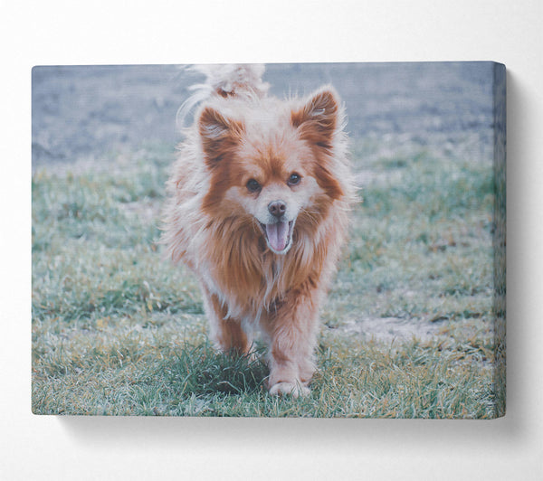  A Canvas Print of Golden Furry Joy Canvas Wall Art
