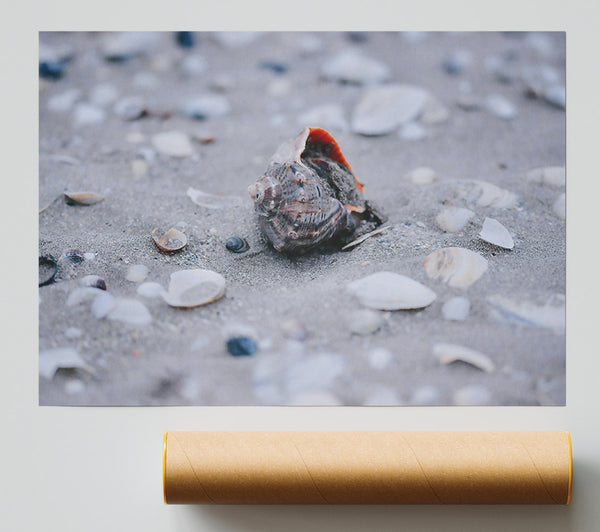 Gray Seashell Dream Print