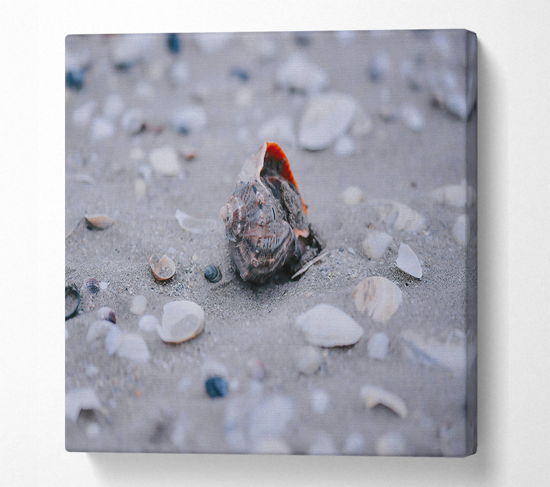 A Canvas Print of Gray Seashell Dream Canvas Art