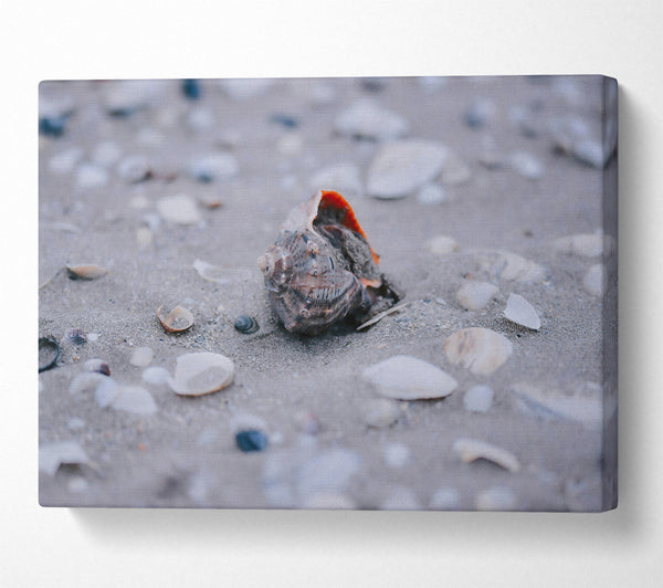  A Canvas Print of Gray Seashell Dream Canvas Art