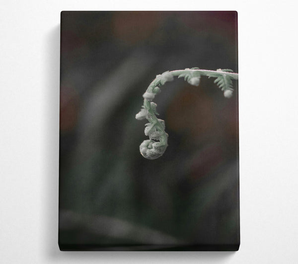 A Canvas Print of Silver Fiddlehead Curl Canvas Print