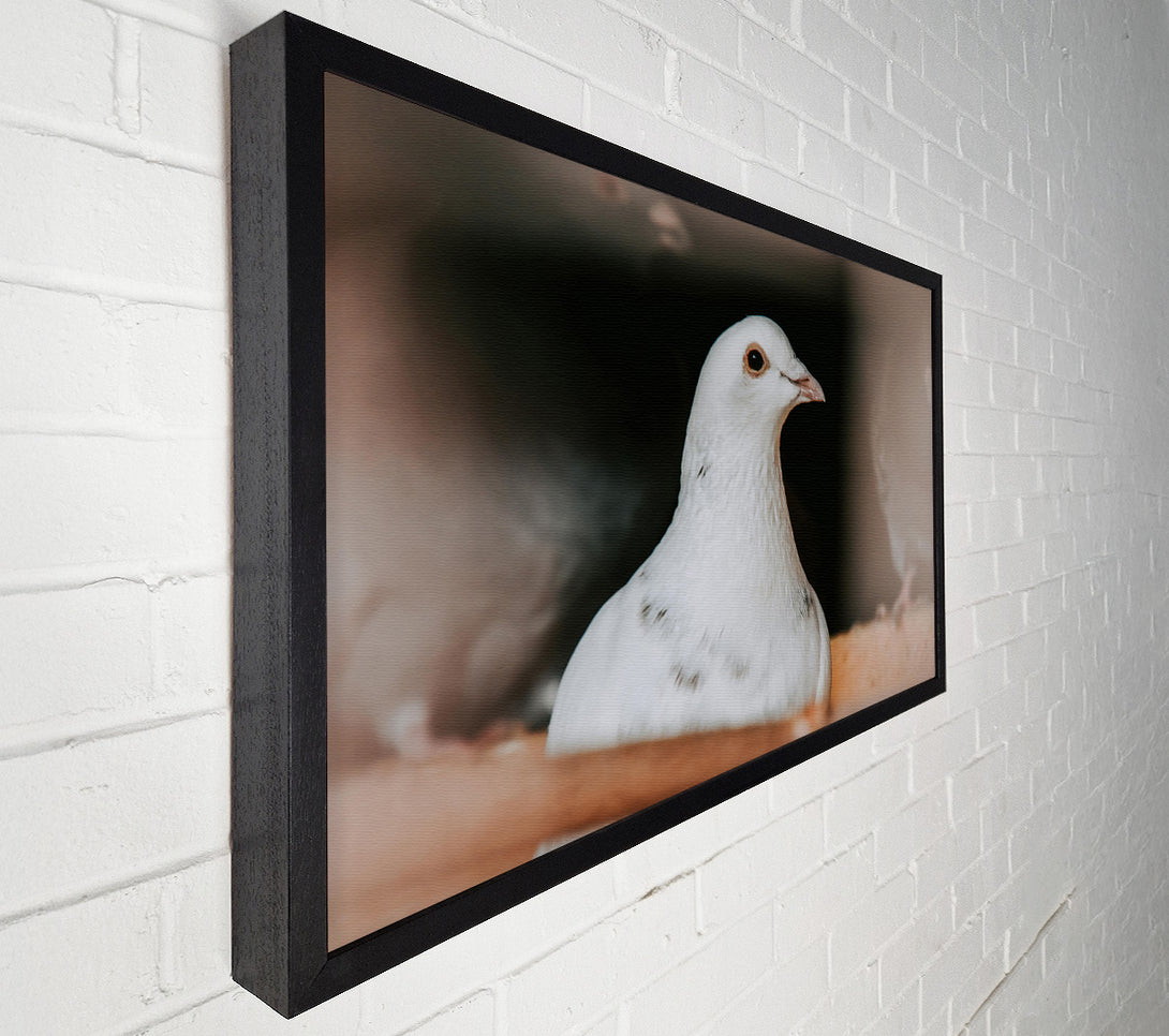  A Canvas Print of White Dove'S Gaze Canvas Wall Art