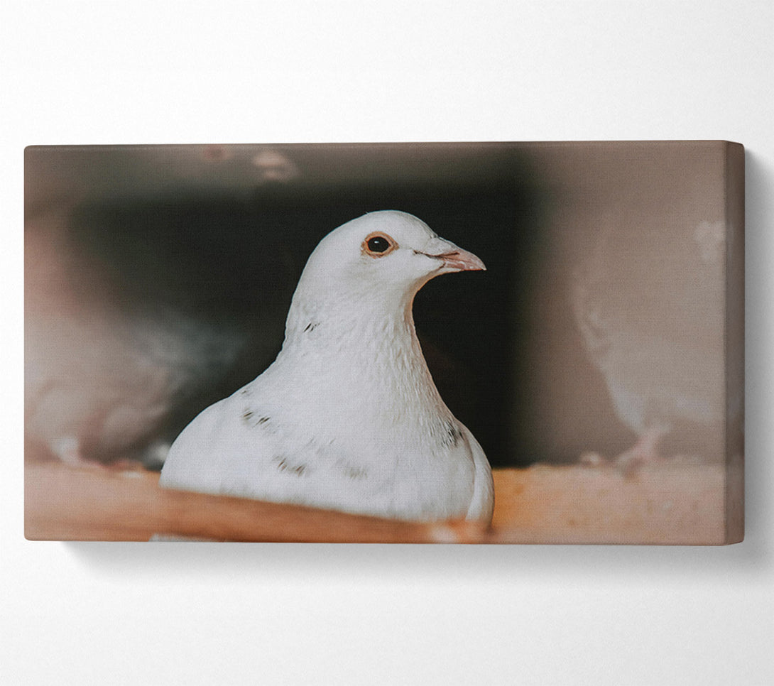  A Canvas Print of White Dove'S Gaze Canvas Wall Art