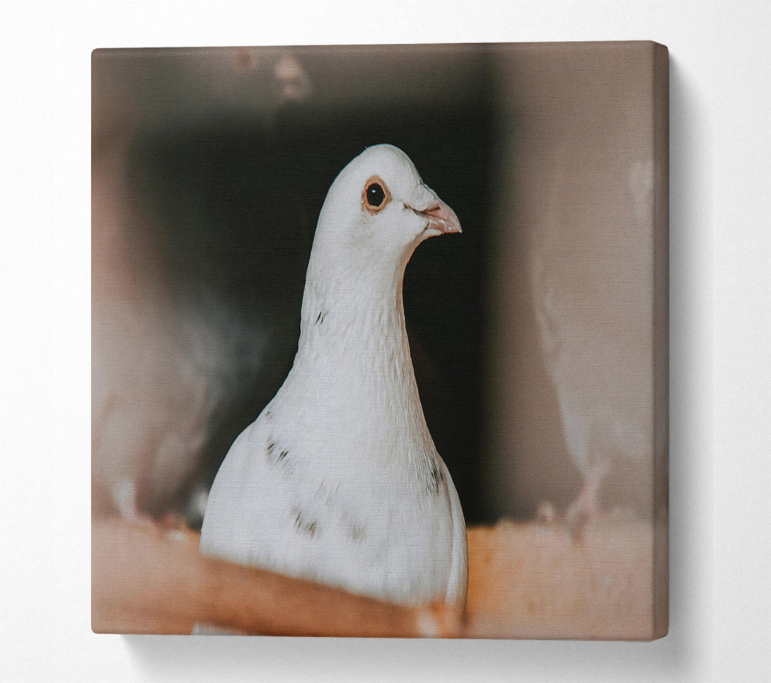  A Canvas Print of White Dove'S Gaze Canvas Wall Art