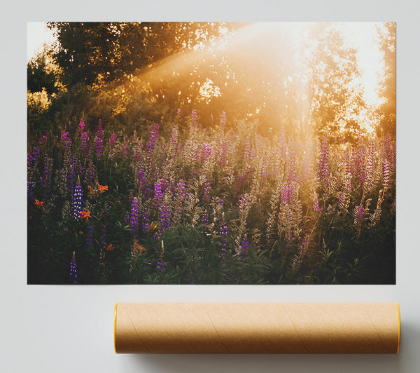 Golden Purple Meadow Poster