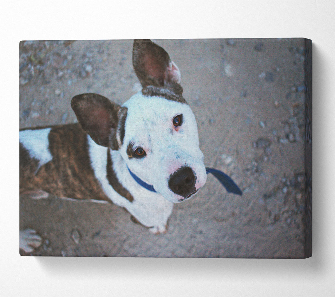  A Canvas Print of White Dog'S Gaze Canvas Print
