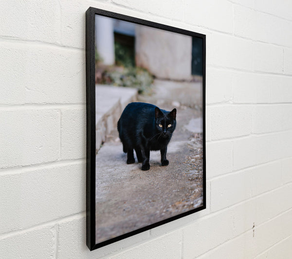 Black Cat On Concrete Path