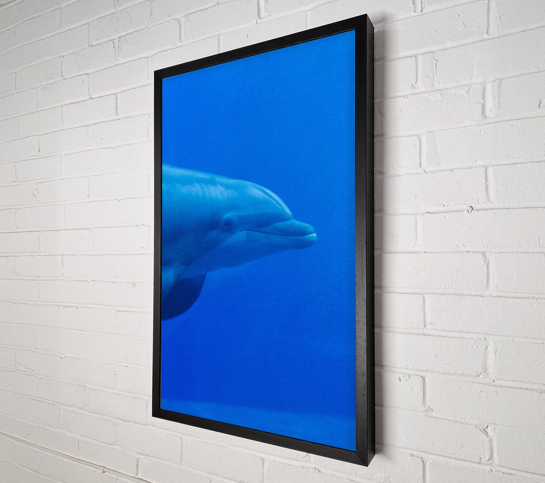  A Canvas Print of Azure Dolphin Smile Canvas Print